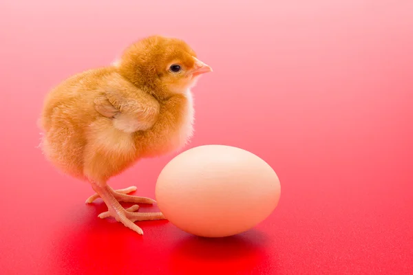Little newborn yellow chicken with egg on red background — Stock Photo, Image