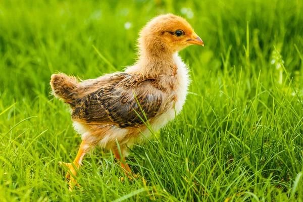Little chicken in summer grass — Stock Photo, Image