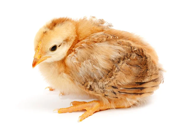 One little chicken sitting on white — Stock Photo, Image