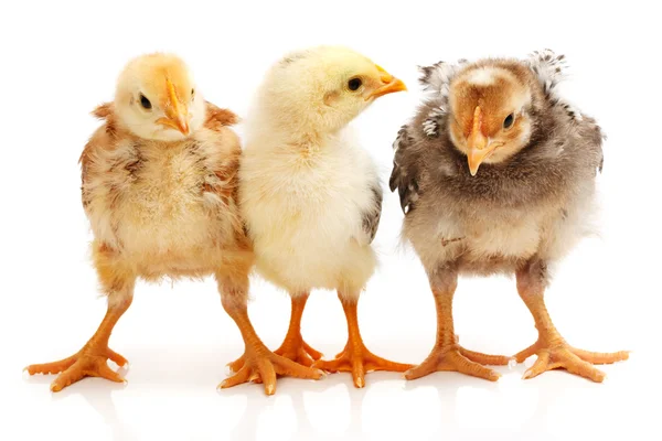 Three little chickens standing on white — Stock Photo, Image