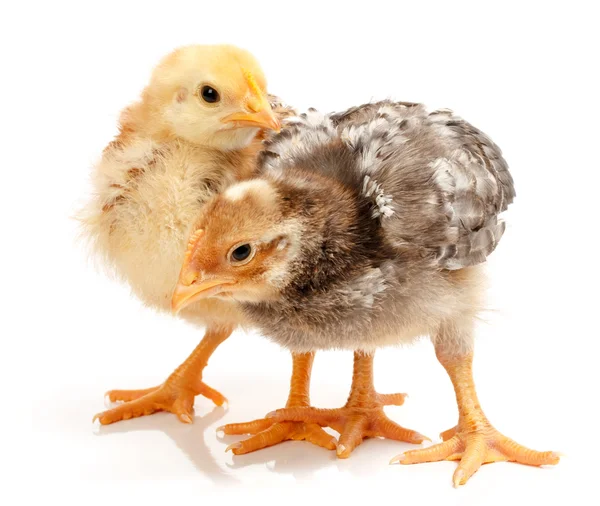 Pair of little chickens standing on white — Stock Photo, Image