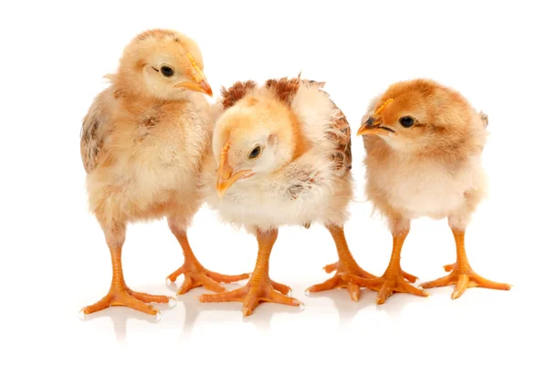 Three little chickens standing on white — Stock Photo, Image