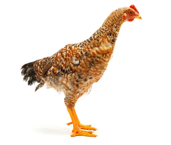 Mid-sized pullet standing on white — Stock Photo, Image