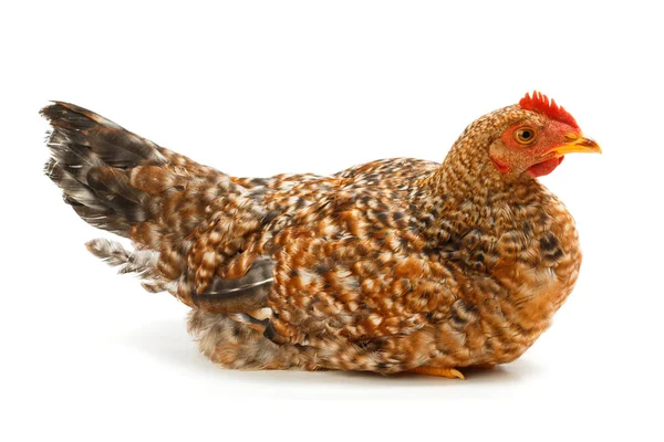 Mid-sized pullet sitting on white — Stock Photo, Image