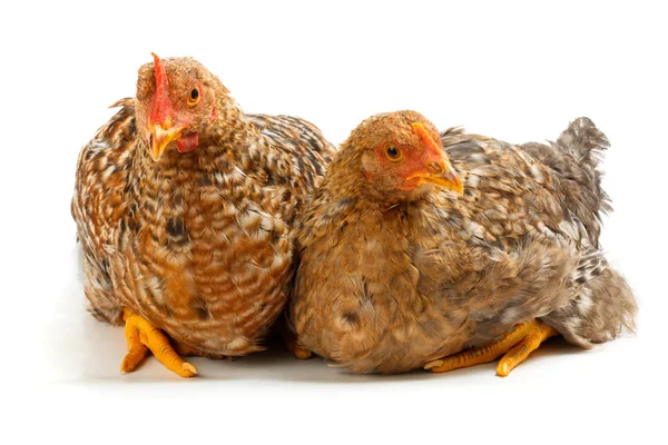 Par de galinhas salpicadas sentadas no branco — Fotografia de Stock