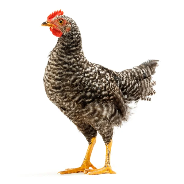 Mid-sized pullet standing on white — Stock Photo, Image