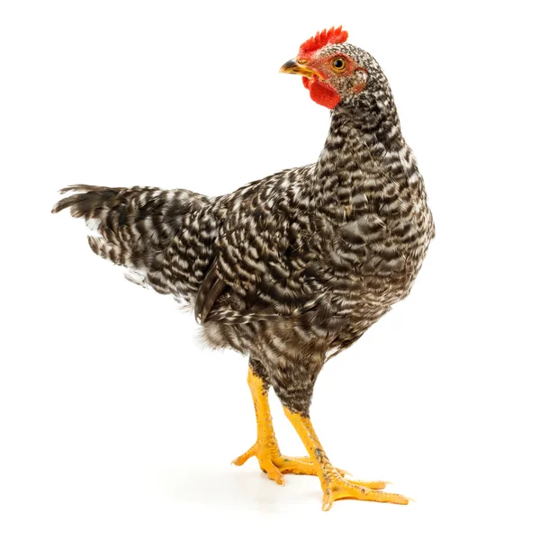 Mid-sized pullet standing on white — Stock Photo, Image