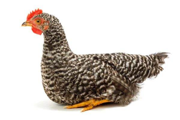 Mid-sized pullet sitting on white — Stock Photo, Image