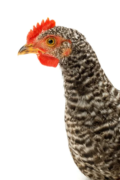 Macro of speckled pullet head — Stock Photo, Image
