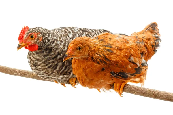 Pair of pullets sitting on thin branch — Stock Photo, Image