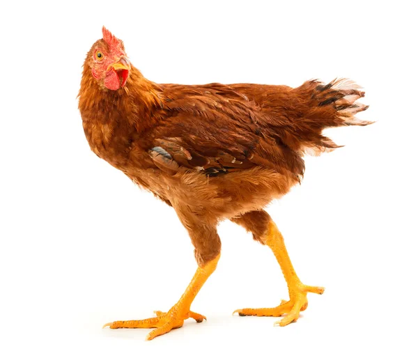 Mid-sized brown pullet walking on white — Stock Photo, Image