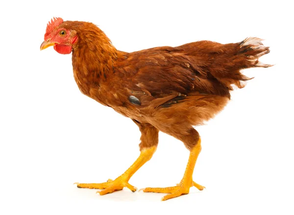 Mid-sized brown pullet walking on white — Stock Photo, Image