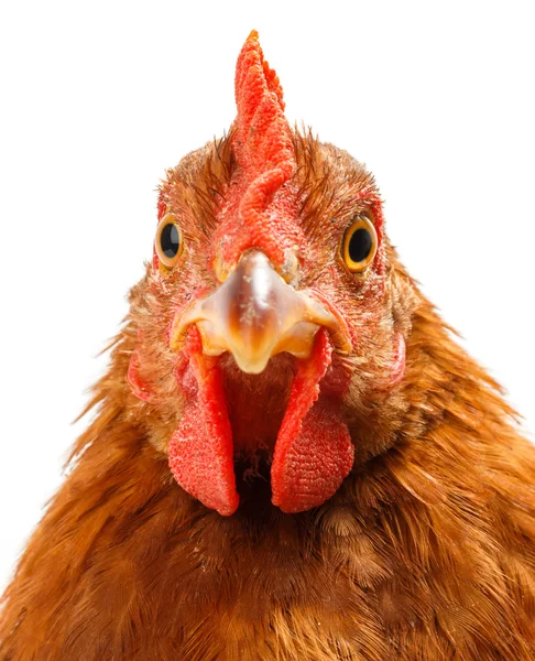 Macro of brown chicken head — Stock Photo, Image