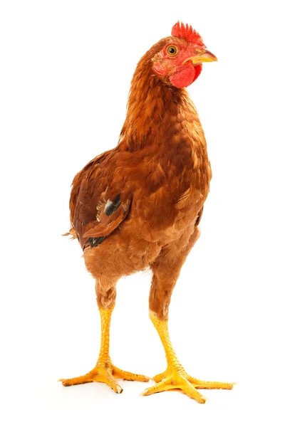 Mid-sized brown pullet standing on white — Stock Photo, Image