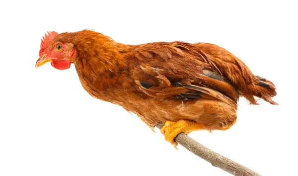 Pollo marrón de pie en rama cosa —  Fotos de Stock