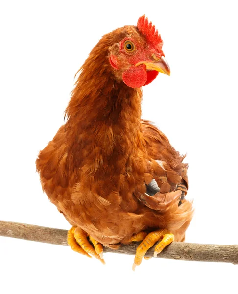Brown chicken standing on thing branch — Stock Photo, Image