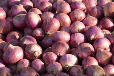 Soğan Hindistan Satılık