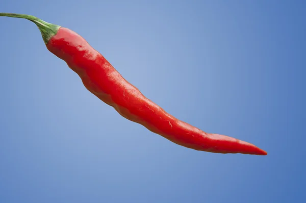 Red Chilli — Stock Photo, Image