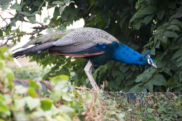 Peacock — Stock Photo, Image