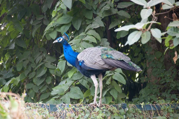 Pfau — Stockfoto