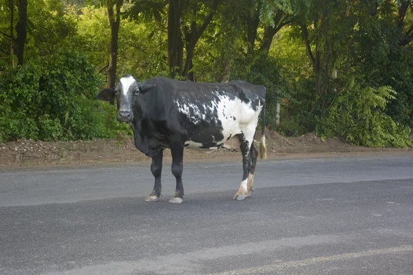 Una vaca en la India — Foto de Stock