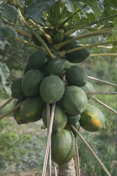 Papaya Tree — Stock Photo, Image