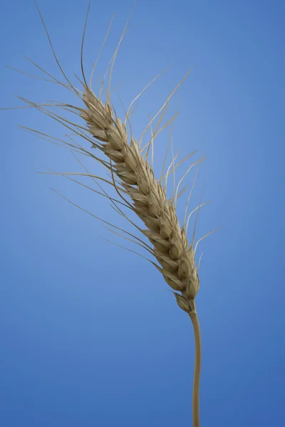 Isolated Wheat Stalk — Stock Photo, Image
