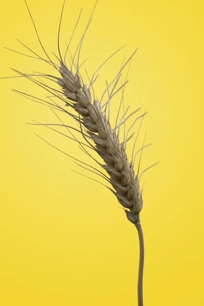 Isolated Wheat Stalk — Stock Photo, Image