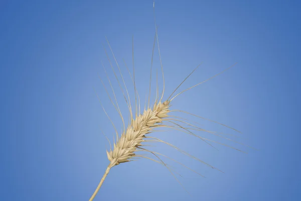 Isolated Wheat Stalk — Stock Photo, Image