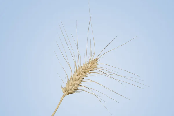 Isolated Wheat Stalk — Stock Photo, Image