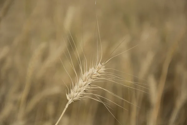 Wheat Stalk — Stock Photo, Image