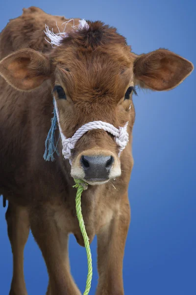 Calf Isolated — Stock Photo, Image