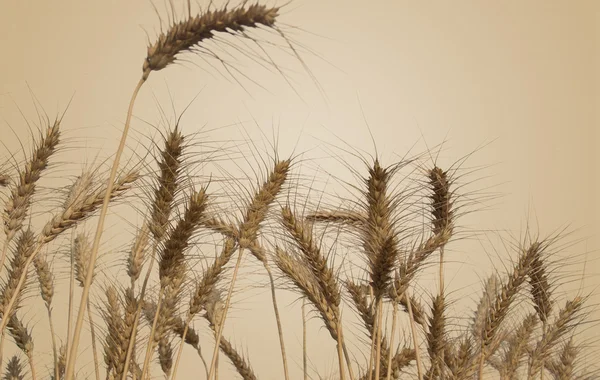 Vetefält isolerade — Stockfoto