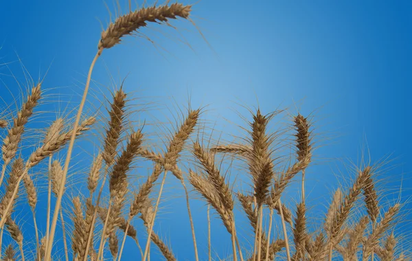 Wheat Fields Isolated — Stock Photo, Image