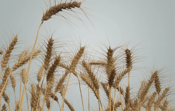 Vetefält isolerade — Stockfoto