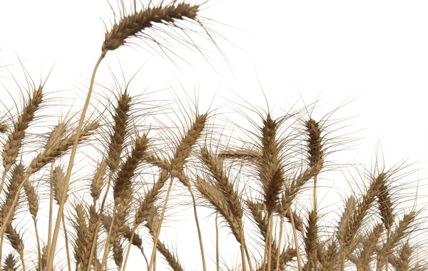 Wheat Fields Isolated — Stock Photo, Image