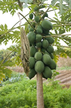 Papaya ağacını
