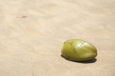 Plajda bir Hindistan cevizi