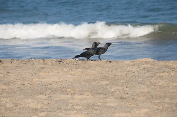 Вороны на пляже — стоковое фото