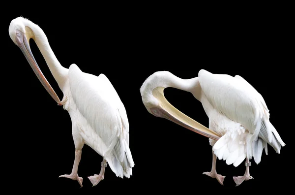 Preening pélicans isolés sur noir — Photo