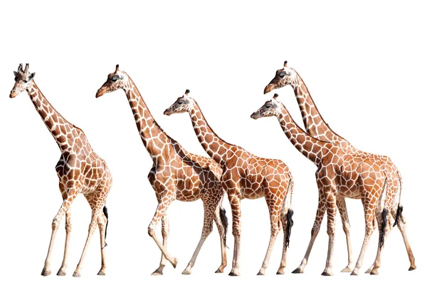 Girafas isoladas sobre branco — Fotografia de Stock