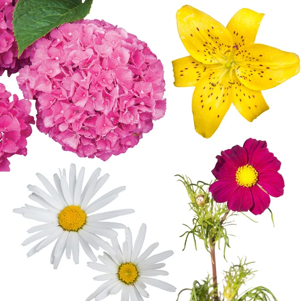 Hydrangea, Daisies, a Yellow Tiger Lily and a Magenta Anemone Coronaria Isolated — Stock Photo, Image