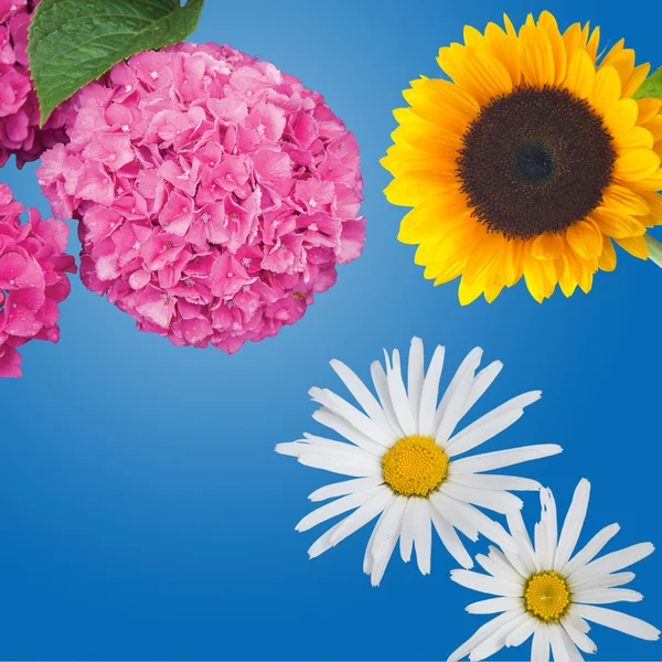 Hydrangea, Daisies and a Sunflower Isolated — Stock Photo, Image