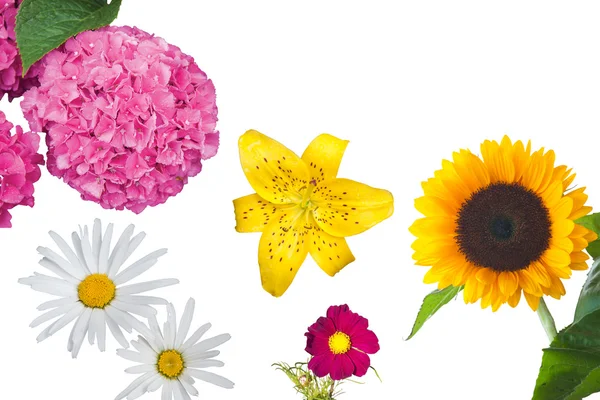 Hydrangea, Daisies, a Yellow Tiger Lily, a Magenta Anemone Coronaria and a Sunflower Isolated — Stock Photo, Image