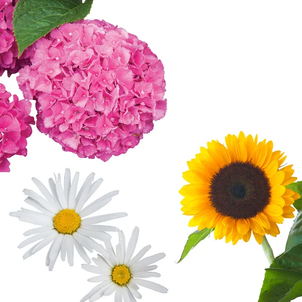 Hydrangea, Daisies and a Sunflower Isolated — Stock Photo, Image