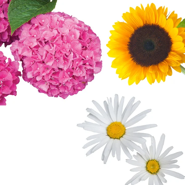 Hydrangea, Daisies and a Sunflower Isolated — Stock Photo, Image