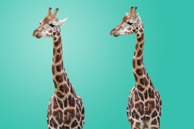 Giraffes Isolated clipart