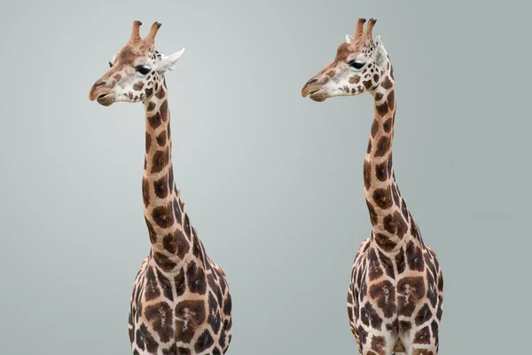 Giraffen geïsoleerd — Stockfoto