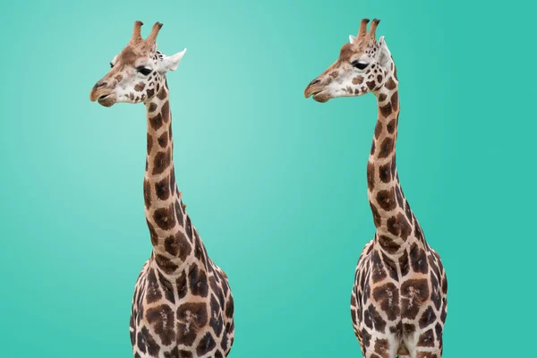 Giraffen isoliert — Stockfoto
