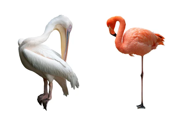 Pelicano e Flamingo isolados sobre branco — Fotografia de Stock